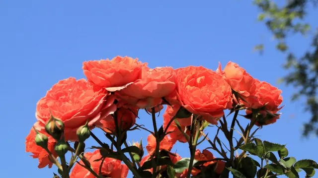 【予算別】おしゃれな花壇外構の費用相場とコストを抑えるコツ